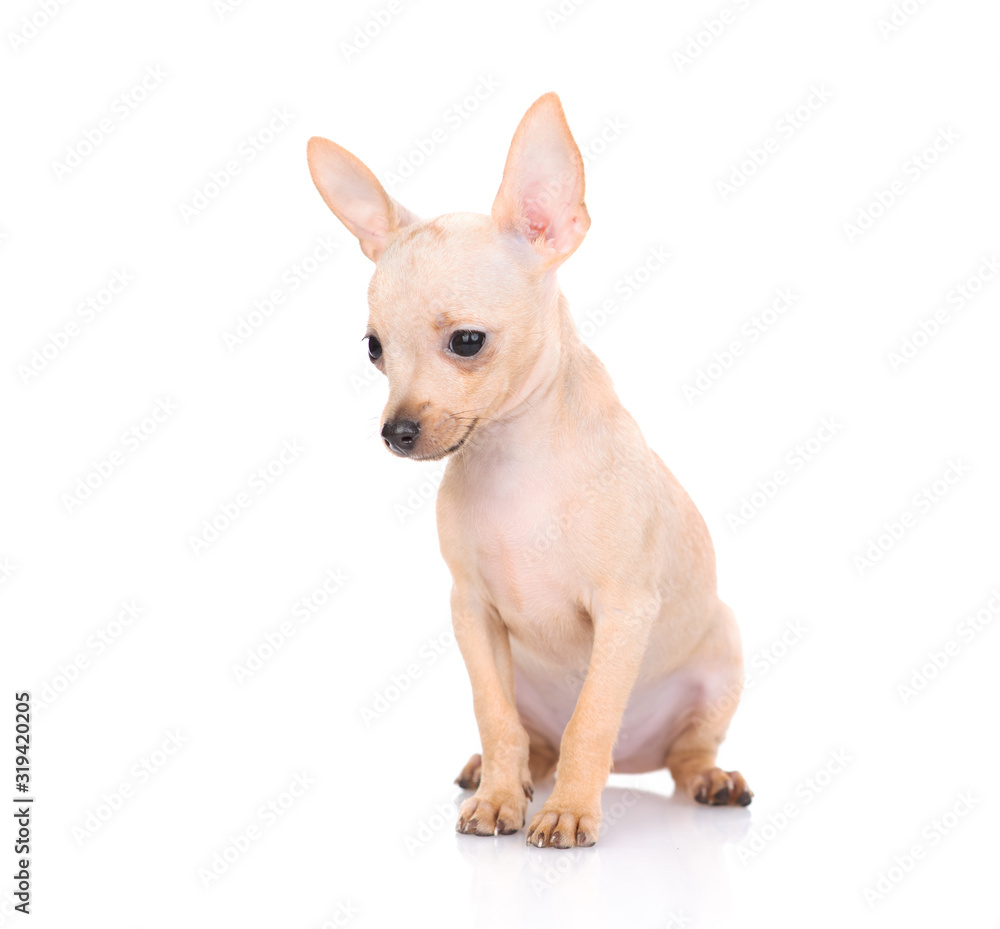 The puppy of that terrier sits. Isolated on a white background