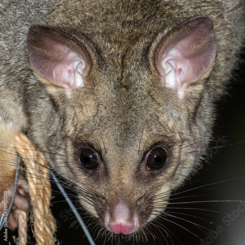 Common Brushtail Possum in a garden tree photo