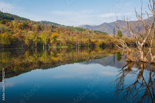 Autumn landscape at sunny day with blue calm river  dried trees protruding from the river with branches reflecting in the water  colorful autumn forest and blue sky with white clouds in the background