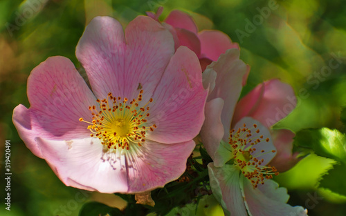 Wild rose. Detail of the stamens and filaments.