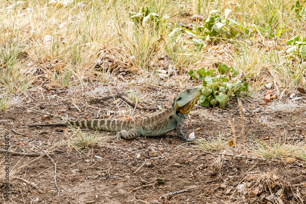 Gippsland Water Dragon near Sullivans Creek Gippsland Water Dragon near Sullivans Creek