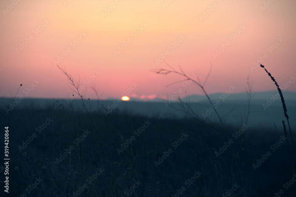 Fototapeta premium sunset in field