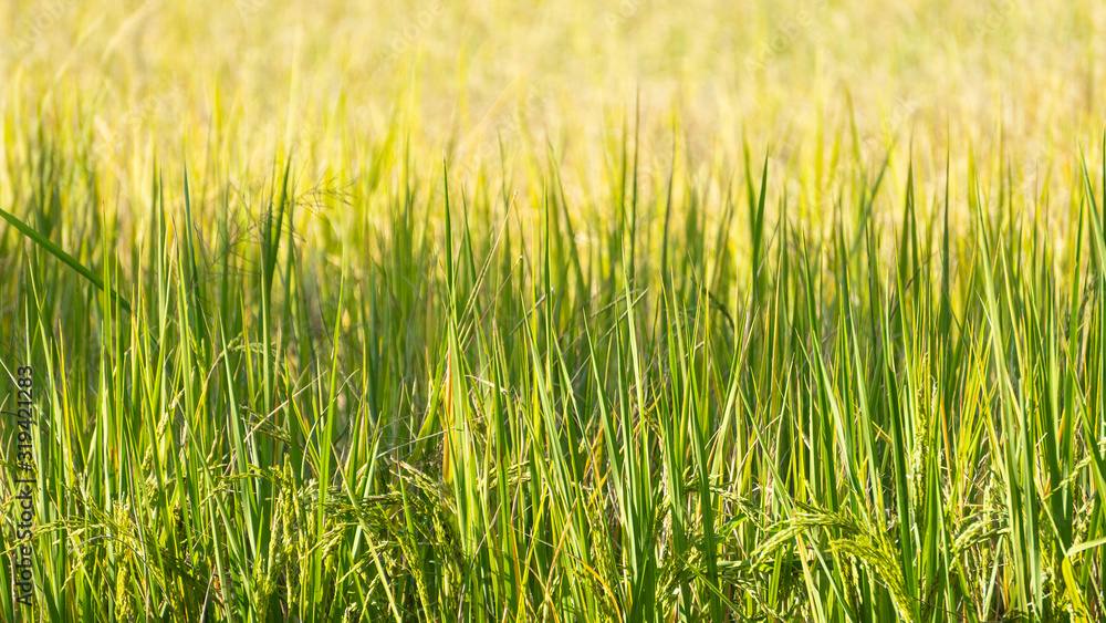 Beautiful rice fields in the green fields