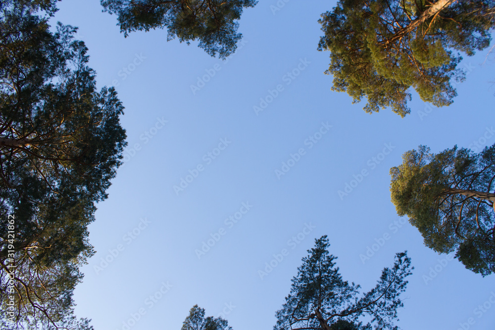 Obraz premium View on the sky throught pine