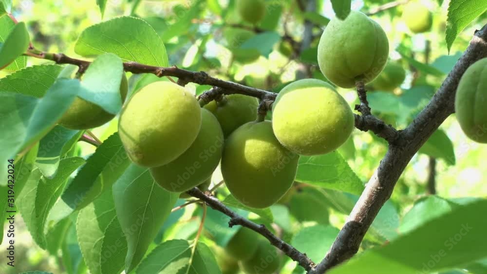 Apricot branch with unripe green fruits and leaves close-up. Apricot branch with unripe green fruits and leaves close-up.