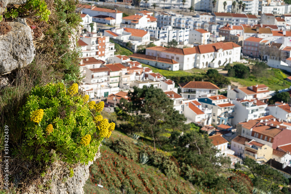 Overlook of the village of Nazare, with focus on cliffside yellow flowers. Buildings intentionally blurred in background