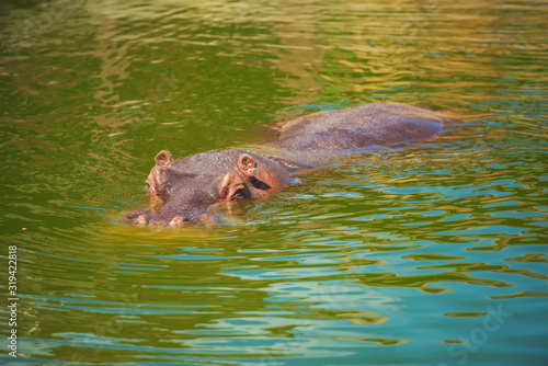 Hippo in the water in the lake. Hippopotamus in the zoo in captivity.   The zoo of the city of Shymkent in southern Kazakhstan photo