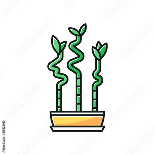 Lucky bamboo stems in pot RGB color icon. Dracaena sanderiana. Indoor exotic plant. Small tropical tree. Good feng shui houseplant. Natural home, office decor. Isolated vector illustration