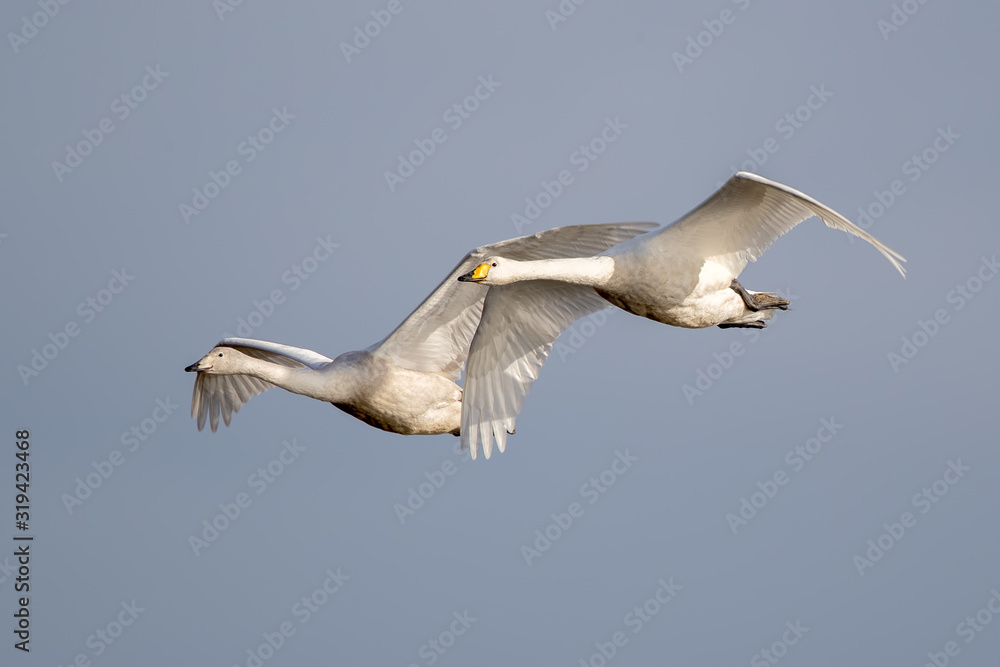 Obraz premium Whooper Swan Flying