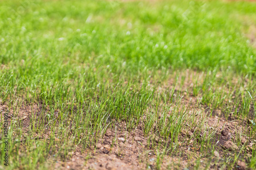 Photography close-up of new grass growing on lawn with dry soil