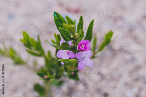 close-up of pink crowea plant with three pink flowers photo