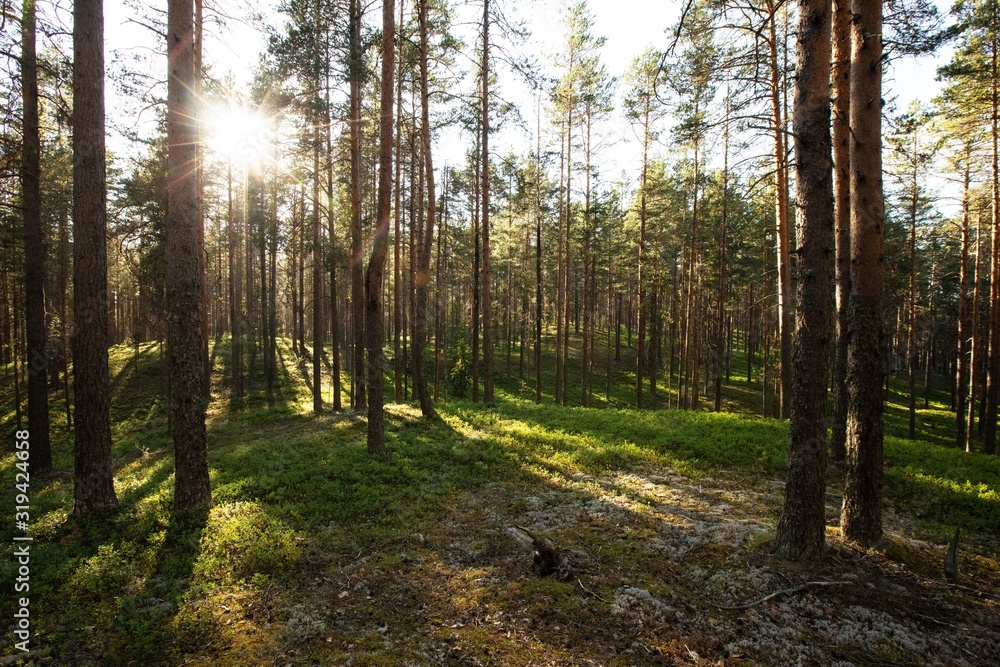 Fototapeta premium Karelia