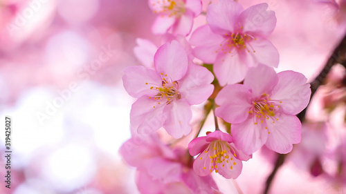 Sakura