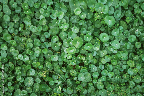 Natural green background of green leaves