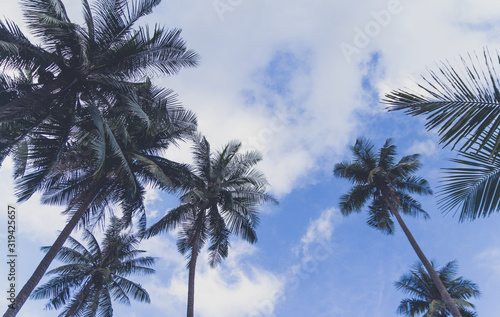 Coconut trees and blue sky