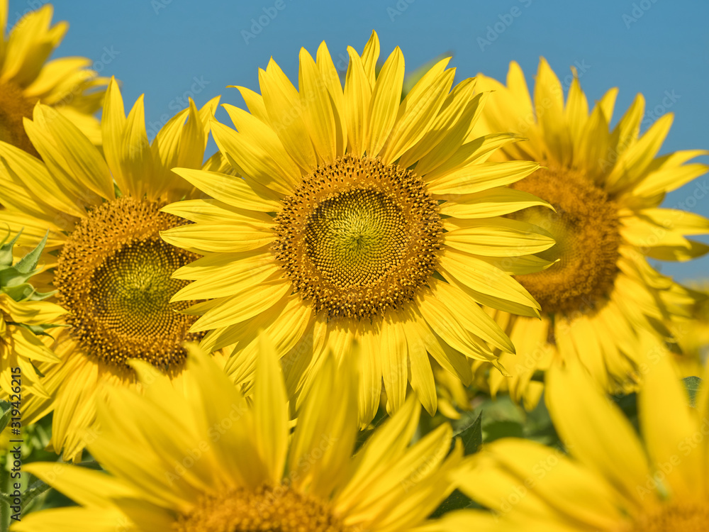 a beautiful sunflowers in the blue sky a beautiful sunflowers in the blue sky