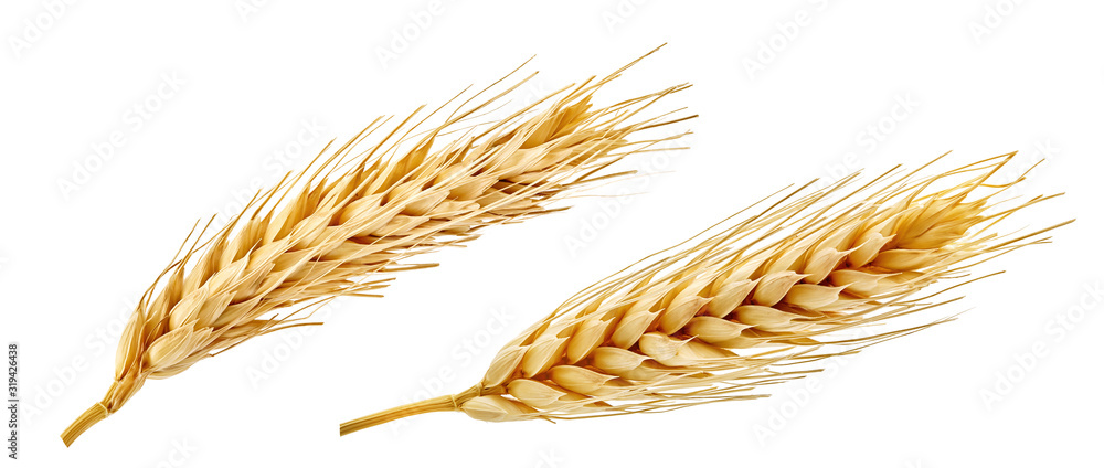 Fresh golden wheat ear isolated. Wheat ears composition close up, focus stacking, white background. Agriculture farming cereals harvest, healthy food, bread, beer package design clip art elements - obrazy, fototapety, plakaty 