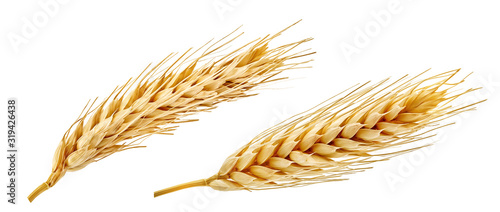 Stampa su Tela Fresh golden wheat ear isolated