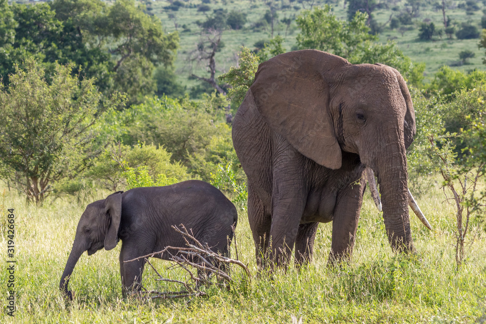 Fototapeta premium African elephant cow and her calf isolated in the Kruger National Park in South Africa image in horizontal format