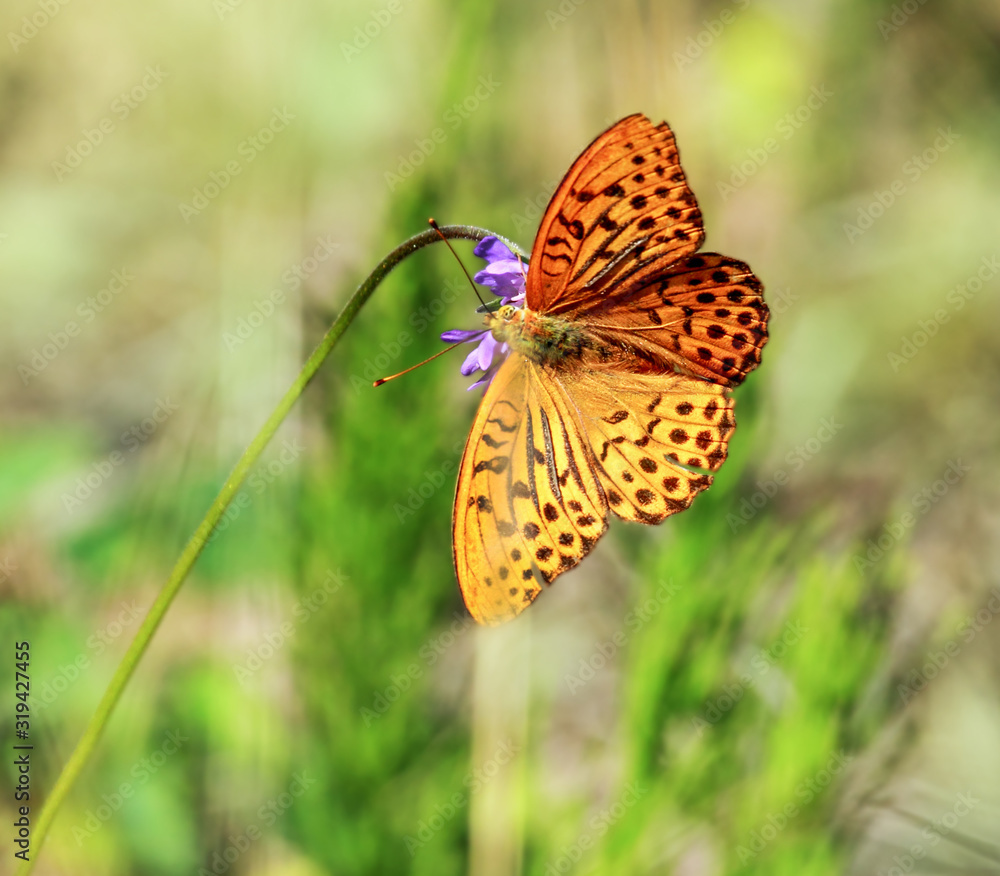 Butterfly on the top of the flower in the meadow Butterfly on the top of the flower in the meadow