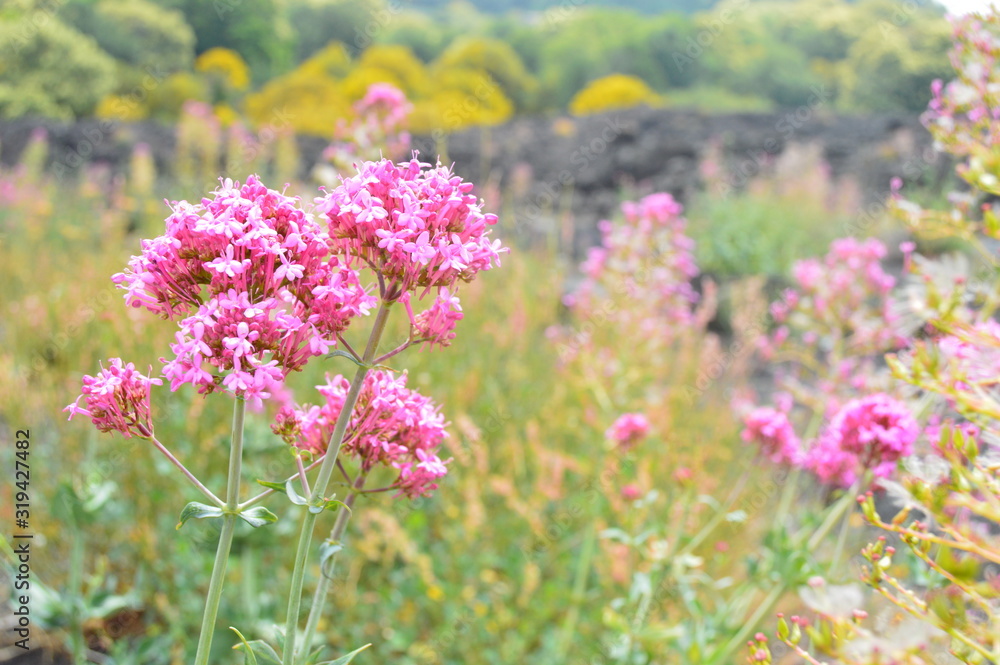 Fleur rose Fleur rose