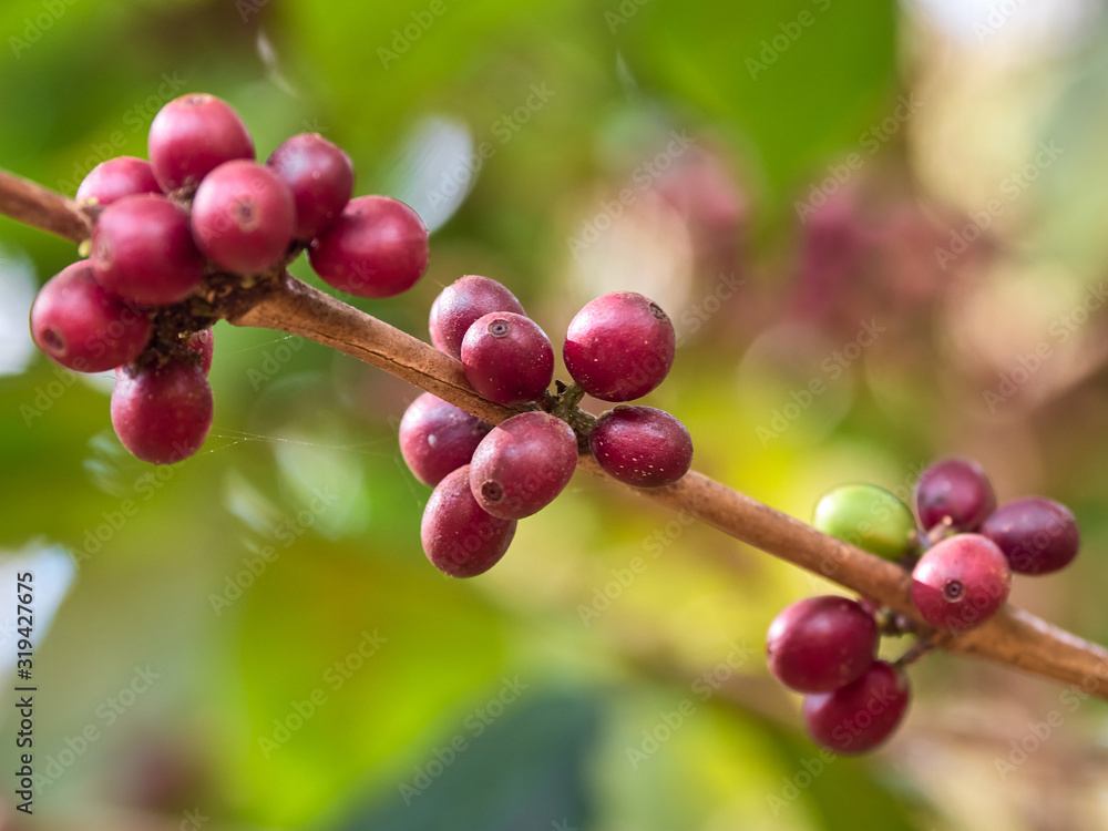 Coffee is an important economic crop in the world Coffee is an important economic crop in the world