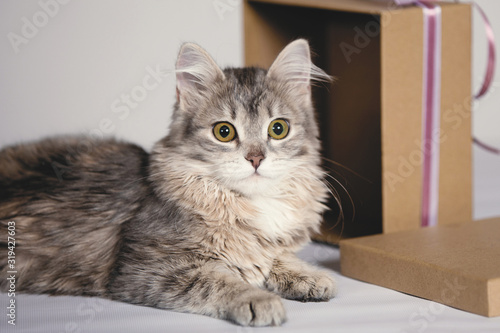 Cute cat in brown box.