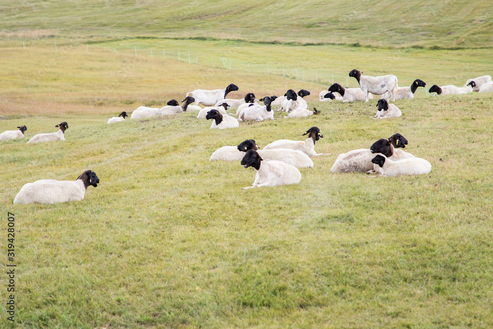 August 28, 2019: Flock of white black-headed sheep, Suffolk breed, resting in the pasture