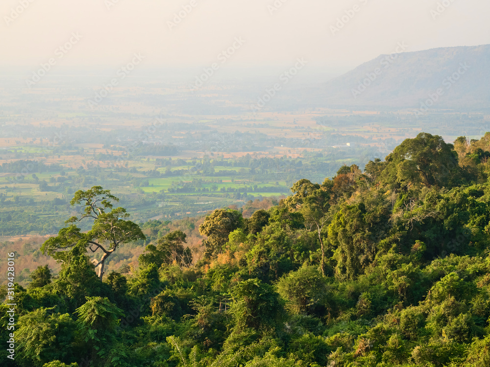 Fototapeta premium landscape tree in the morning