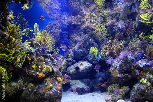 Fototapeta Naklejka Na Ścianę i Meble -  Beautiful colorful marine animals