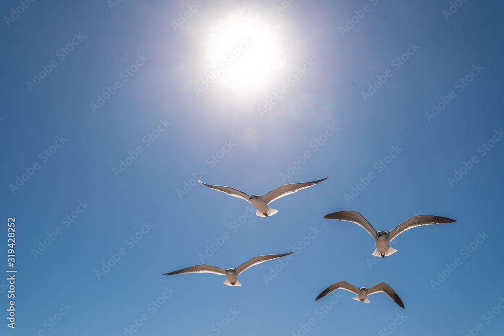 Fototapeta premium Seagull flock flying