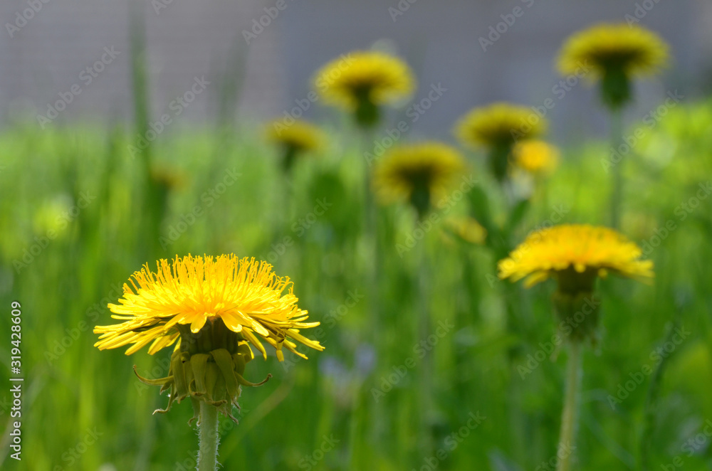 Vivid yellow dandelion on a foreground of the blurred flowers and grasses. A closeup scenery of the saturated yellow dandelions, lit by bright and shaded daylighting Vivid yellow dandelion on a foreground of the blurred flowers and grasses. A closeup scenery of the saturated yellow dandelions, lit by bright and shaded daylighting
