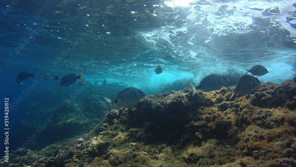 Fototapeta premium coral reef with tropical fish