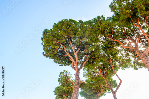 Pinus pinea, also known as the Italian stone pine, umbrella pine and parasol pine.