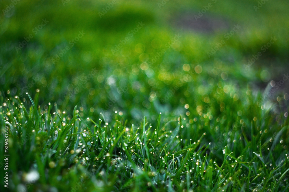 Fresh green grass with water drops Fresh green grass with water drops