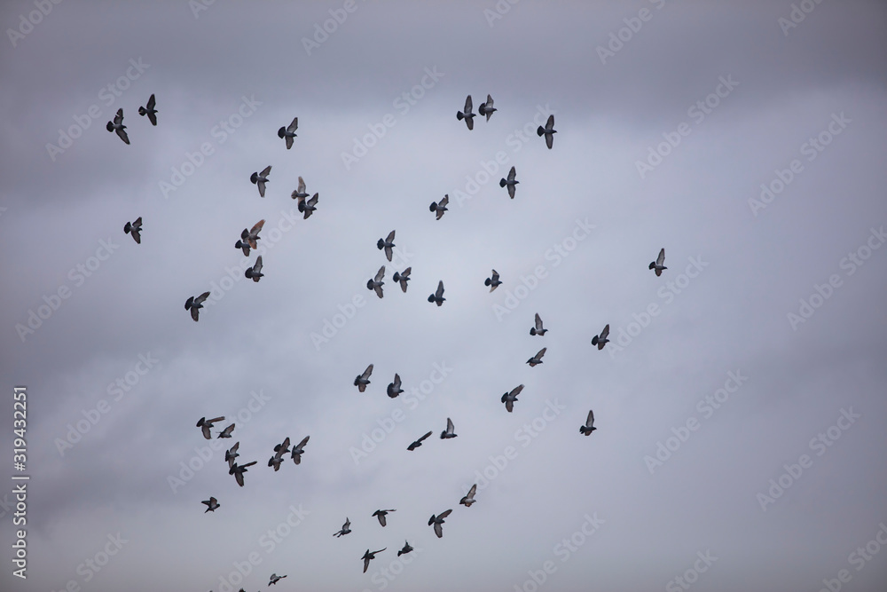 flock of pigeon flying over the cloudy sky flock of pigeon flying over the cloudy sky