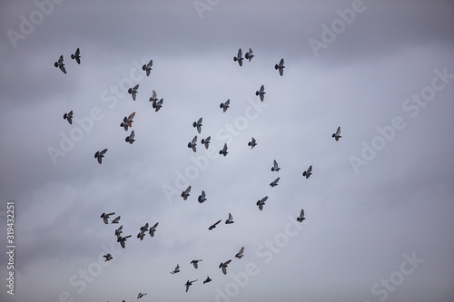 flock of pigeon flying over the cloudy sky 