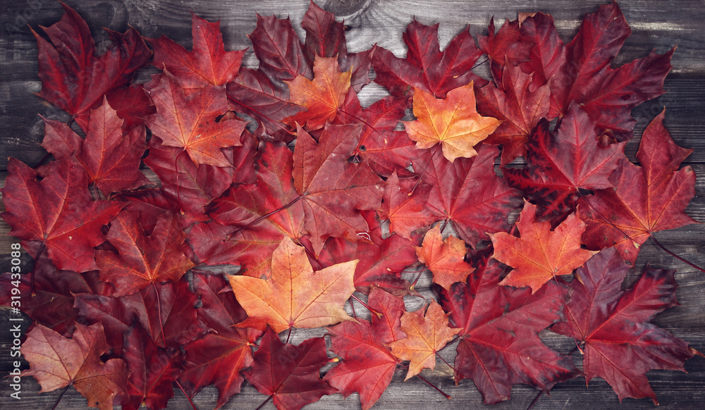 Obraz premium autumn background forest with maple trees and sunny beams