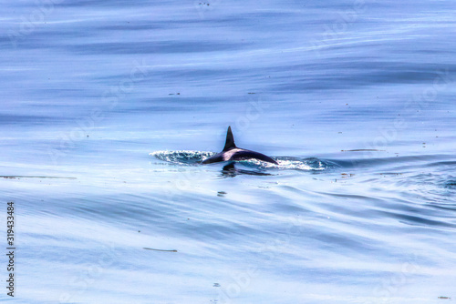 orca dorsal fin © Katrina