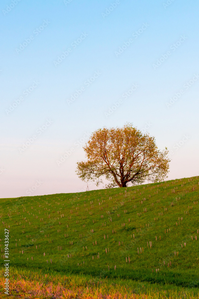 minimal surreal green tree on a hill in nature during dawn, sunrise, symbol of life minimal surreal green tree on a hill in nature during dawn, sunrise, symbol of life