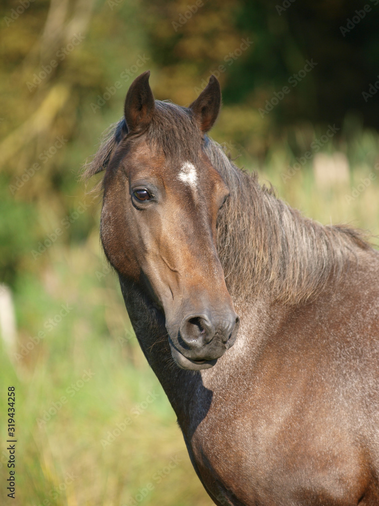 Older Horse