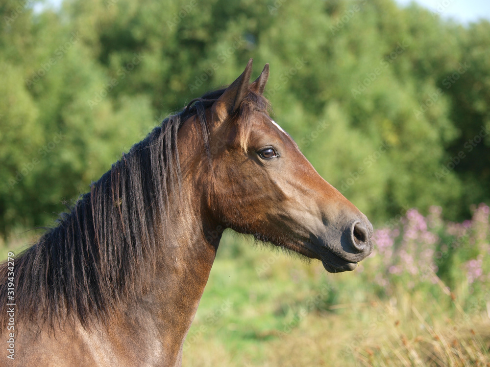 Fototapeta premium Older Horse