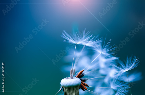 Fototapeta Naklejka Na Ścianę i Meble -  Art photo of dandelion seeds close up on natural blurred background. Summer.