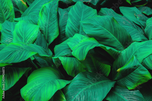 leaves of Spathiphyllum cannifolium  abstract green texture  nature background  tropical leaf