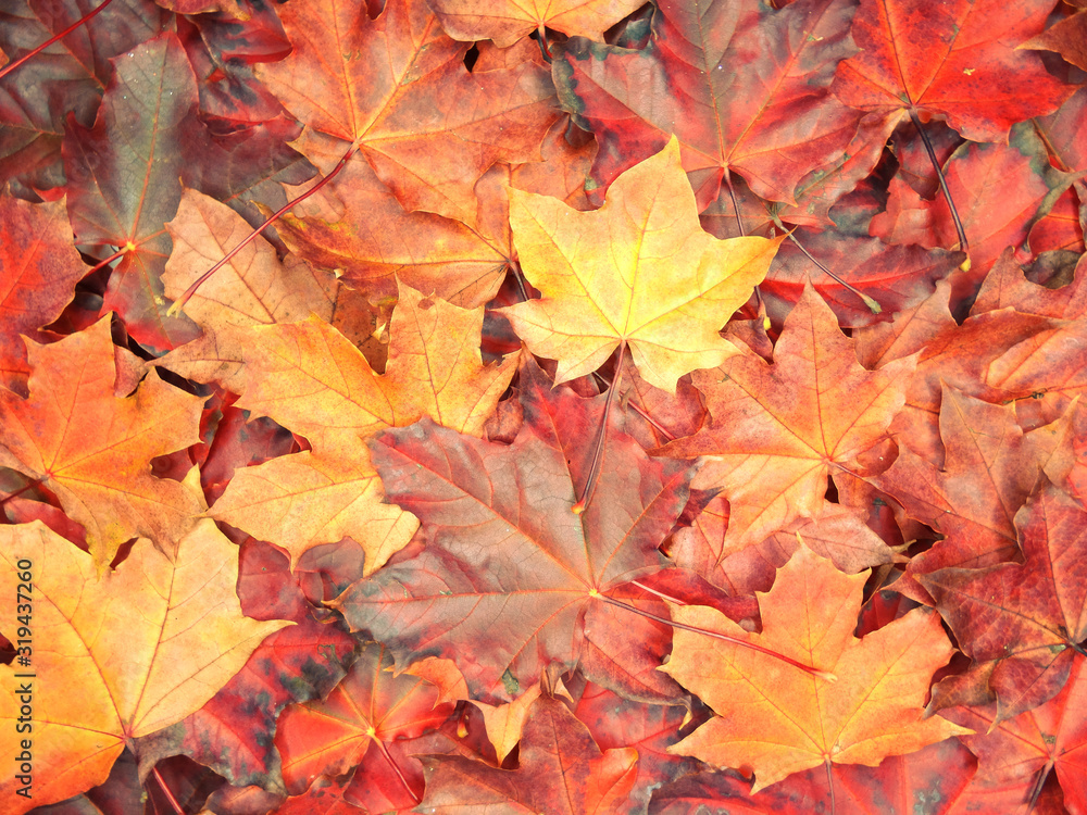 autumn background forest with maple trees and sunny beams autumn background forest with maple trees and sunny beams