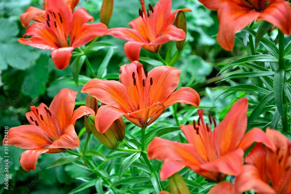 Bright gorgeous orange  lilies in the garden close up.