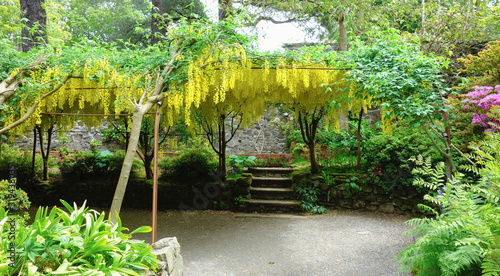 Tableau sur toile Beautiful british landscaped gardens with laburnum in full blossom, selective fo
