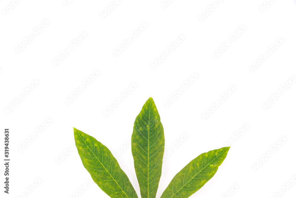 Part of Cassava leaves isolated on white top view close-up Part of Cassava leaves isolated on white top view close-up