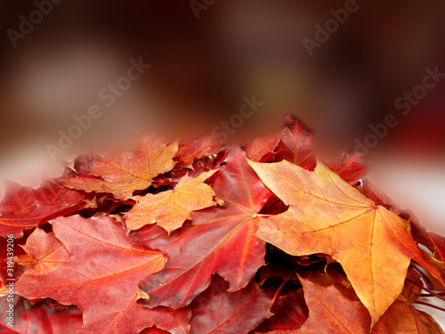 autumn background forest with maple trees and sunny beams