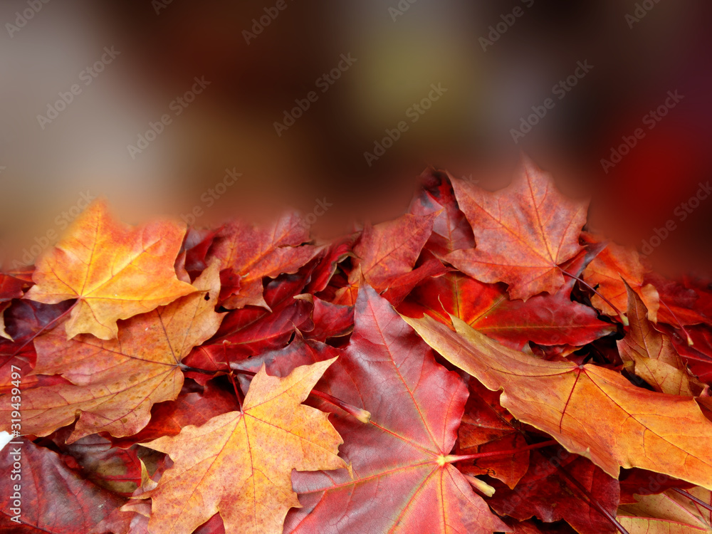 Obraz premium autumn background forest with maple trees and sunny beams